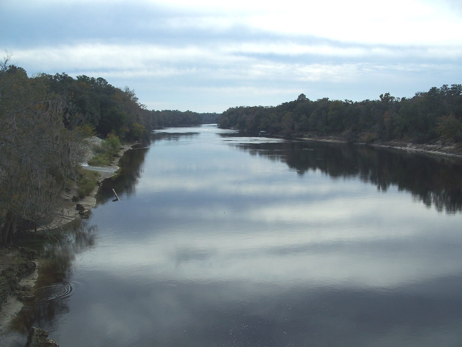 The wide Suwannee River looking downstream from Branford between wooded banks
